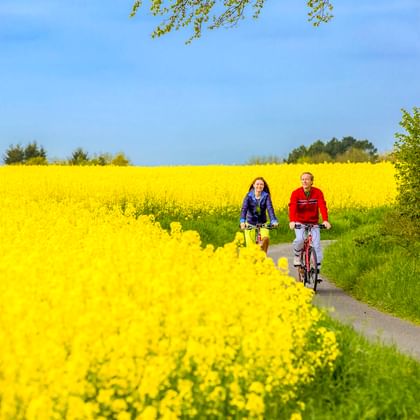 Two cyclists riding on a paved path between vibrant yellow rapeseed fields under blue sky near Travemünde, Brodtner Steilküste.