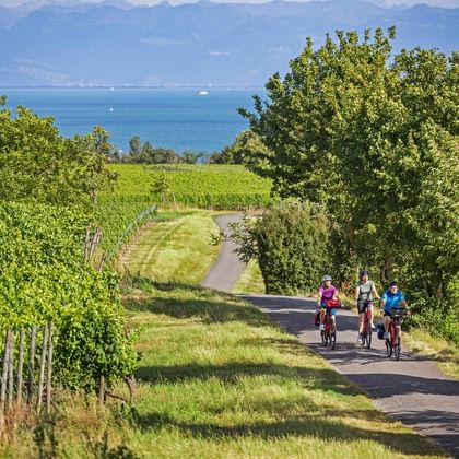 Drei Radfahrer fahren durch Weinberge bei Meersburg mit Blick auf den Bodensee im Hintergrund unter blauem Himmel.