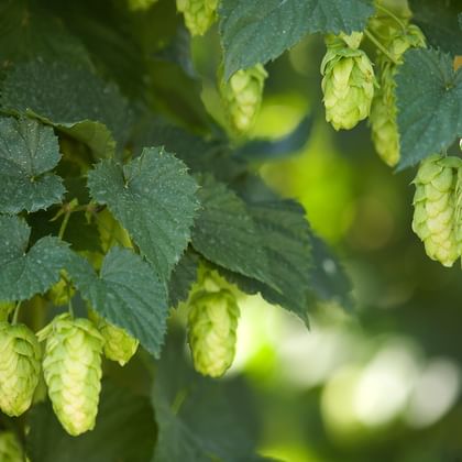Grüne Hopfendolden hängen an Reben mit gezackten Blättern in Tettnang. Die reifen Hopfenblüten sind erntereif im Sonnenlicht.