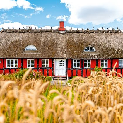 Rotes Fachwerkhaus mit Reetdach in Jütland, Dänemark. Weiße Tür und Fenster kontrastieren mit roter Fassade. Goldenes Weizenfeld im Vordergrund.