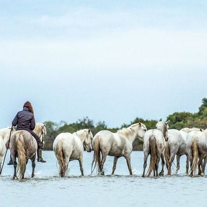 Drei Reiter auf weißen Pferden treiben weiße Rinder durch flaches Wasser in der Camargue. Grüne Vegetation im Hintergrund.