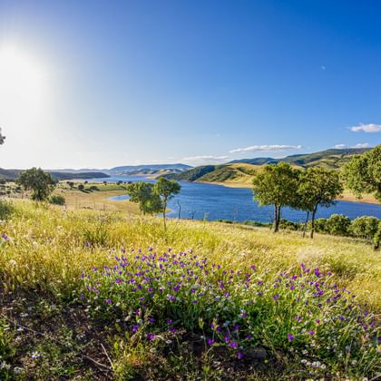 Wildblumenwiese mit lila Blüten in der Extremadura mit Blick auf einen blauen Stausee, umgeben von sanften Hügeln und vereinzelten Bäumen.