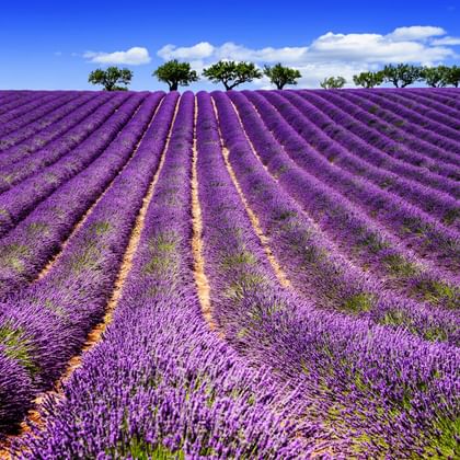 Reihen blühender violetter Lavendelfelder in der Provence mit einer Baumreihe am Horizont unter blauem Himmel mit weißen Wolken.