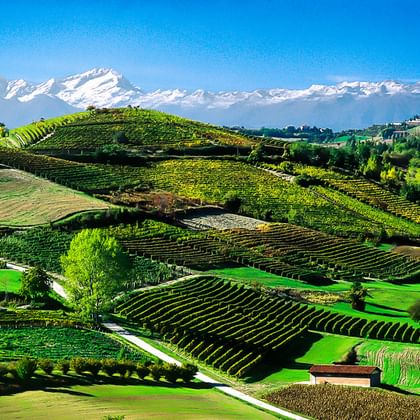 Grüne Weinberge und Felder im Piemont mit schneebedeckten Alpen im Hintergrund unter blauem Himmel.