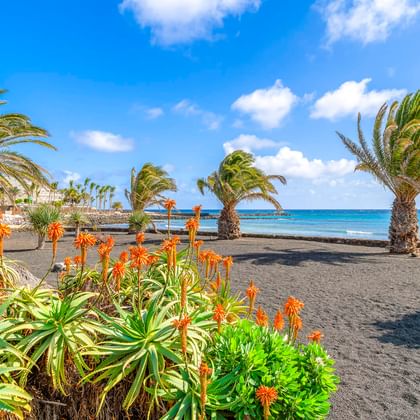 Dark volcanic sand beach in Costa Teguise with palm trees and orange aloe flowers. Blue ocean and sky with white clouds in background.