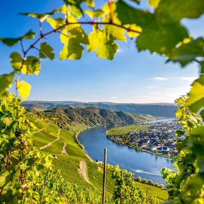 Sonnenbeschienener Weinberg mit grünen Weinblättern, die den Blick auf die Mosel im Piesporter Tal unter blauem Himmel rahmen.