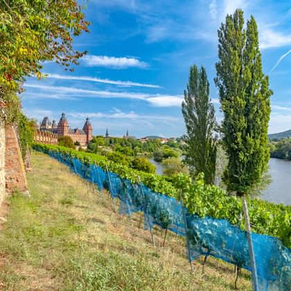 Blick auf Aschaffenburg mit Weinreben entlang einer Steinmauer, hohen Zypressen und dem Main. Historische Gebäude sind jenseits des Flusses unter blauem Himmel sichtbar.