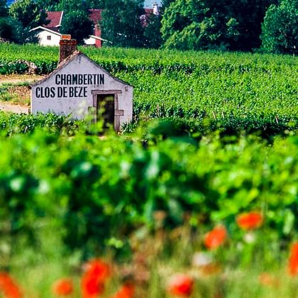 Weiße Steinhütte mit der Aufschrift 'Chambertin Clos de Bèze', umgeben von grünen Weinbergen und roten Mohnblumen im Burgund, Frankreich.