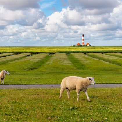 Leuchtturm Westerhever mit rot-weißen Streifen und zwei Gebäuden in Nordfriesland. Zwei Schafe grasen auf grünen Wiesen im Vordergrund.