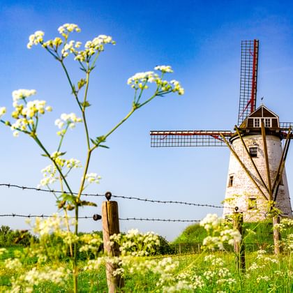 Weiße Windmühle mit rot gespitzten Flügeln in Damme, Belgien, eingerahmt von weißen Wildblumen und einem Stacheldrahtzaun unter blauem Himmel.