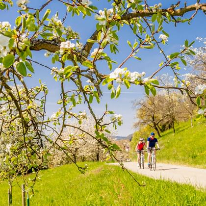 Zwei Radfahrer auf einem Weg durch grüne Wiesen mit blühenden Obstbäumen. Weiße Blüten rahmen die Szene unter klarem blauen Frühlingshimmel.