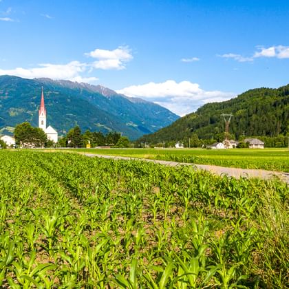 Radfahrer auf Weg durch grüne Felder bei Lienz in Osttirol, mit Kirchturm und Dolomiten im Hintergrund unter blauem Himmel.