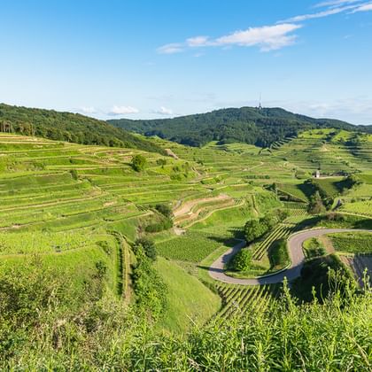 Terrassierte Weinberge in der Kaiserstuhl-Region mit grünen Rebreihen an Hängen, kurvenreicher Straße und bewaldeten Hügeln unter blauem Himmel.