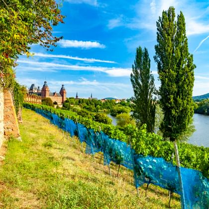 Blick auf das Pompejanum und Schloss Aschaffenburg über den Main, mit Weinbergreihen entlang einer Steinmauer unter blauem Himmel.