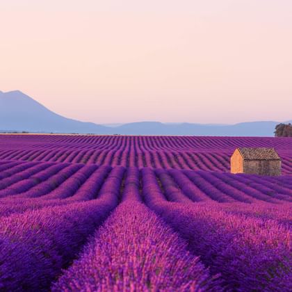 Reihen von blühendem lila Lavendel erstrecken sich über Felder in der Provence mit einem Steinhaus und Bergen unter rosa Abendhimmel.