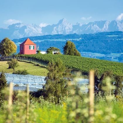Rotes Haus auf einem Hügel umgeben von grünen Weinbergen bei Immenstaad. Bodensee und schneebedeckte Alpen im Hintergrund sichtbar.