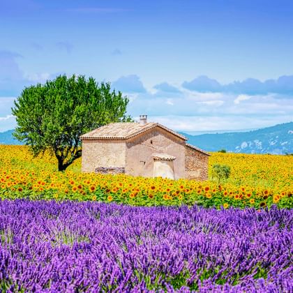 Steinhaus mit Lavendelfeld im Vordergrund und Sonnenblumenfeld dahinter, mit Bergen und blauem Himmel im Hintergrund in Frankreich.
