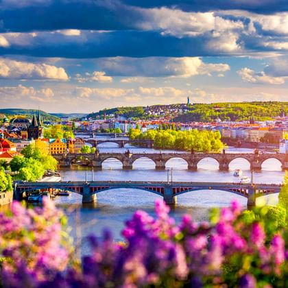 Panoramablick auf Prag mit mehreren Brücken über die Moldau. Lila Blumen rahmen den Vordergrund, grüne Bäume säumen die Flussufer.