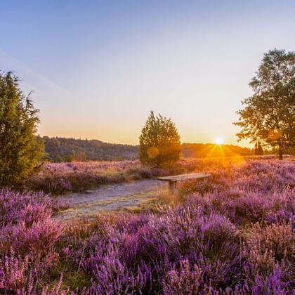 Sandweg durch lila blühende Heide in der Lüneburger Heide bei Sonnenuntergang. Bäume rahmen die Szene mit goldenem Sonnenlicht am Horizont.