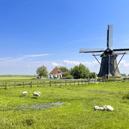 Traditionelle holländische Windmühle mit weißen Flügeln neben einem Backsteinhaus in grüner Wiese mit grasenden Schafen unter blauem Himmel.