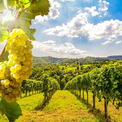 Trauben weißer Weintrauben an Rebstöcken in einem französischen Weinberg mit ordentlichen Reihen von Rebstöcken unter blauem Himmel mit weißen Wolken.