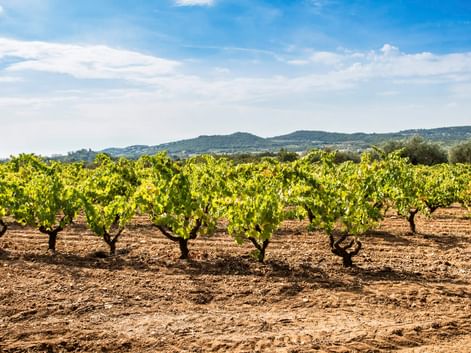 Reihen grüner Rebstöcke in einem Weinberg im Empordà mit brauner Erde. Hügel und blauer Himmel mit Wolken im Hintergrund.
