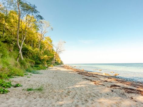 Sandstrand an der Ostsee-Steilküste bei Boltenhagen mit Bäumen am Hang, Seegras am Ufer und ruhigem blauen Wasser unter klarem Himmel.