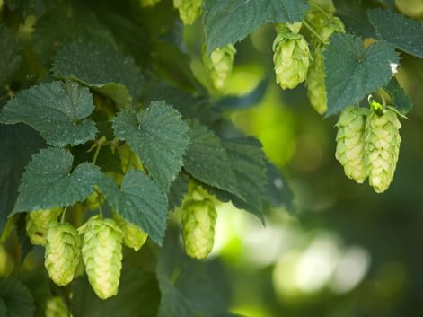 Grüne Hopfendolden hängen an Reben mit gezackten Blättern in Tettnang. Die reifen Hopfenblüten sind erntereif im Sonnenlicht.