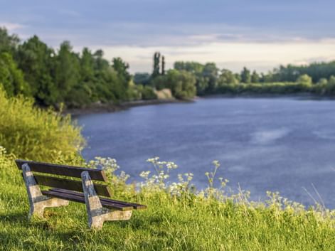 Holzbank auf grasbewachsenem Flussufer mit weißen Wildblumen mit Blick auf einen breiten Fluss in Dendermonde. Grüne Bäume säumen beide Ufer.