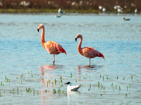 Zwei rosa Flamingos stehen im flachen Wasser des Zwillbrocker Venns mit anderen Wasservögeln im Hintergrund.