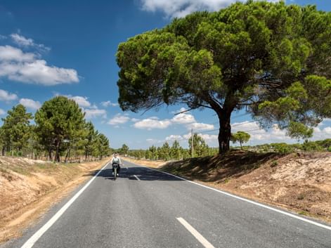 Radfahrer auf gerader Asphaltstraße unter blauem Himmel. Große mediterrane Pinie steht neben der Straße, umgeben von Pinienwald.