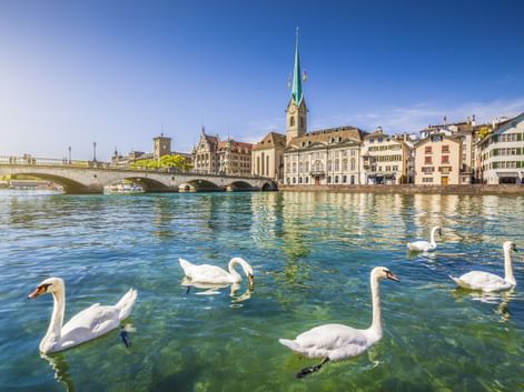 Weiße Schwäne schwimmen in der klaren Limmat mit Zürcher Altstadt, historischer Brücke und Kirchturm im Hintergrund unter blauem Himmel.