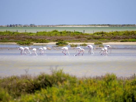 Gruppe rosa Flamingos bei der Nahrungssuche im flachen Wasser der Camargue, umgeben von grüner Vegetation und Marschland unter blauem Himmel.