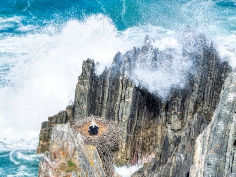 Luftaufnahme eines Storchennests auf dramatischen zerklüfteten Felsformationen am Cabo Sardão. Wellen brechen an den Klippen und erzeugen weißen Schaum.