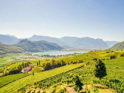 Panoramablick auf den Kalterer See umgeben von grünen Weinbergen, Zypressen und Bergketten unter klarem blauen Himmel in Südtirol, Italien.
