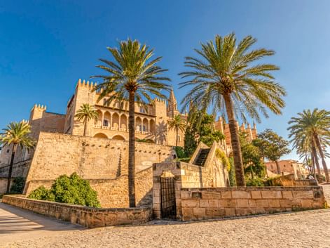 Kathedrale von Palma auf Mallorca mit goldenen Steinmauern und gotischer Architektur, umgeben von hohen Palmen unter blauem Himmel.