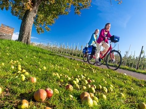Zwei Radfahrer auf einem Weg durch grüne Wiese mit herabgefallenen Äpfeln. Weinberg und Baum unter blauem Himmel am Bodensee sichtbar.