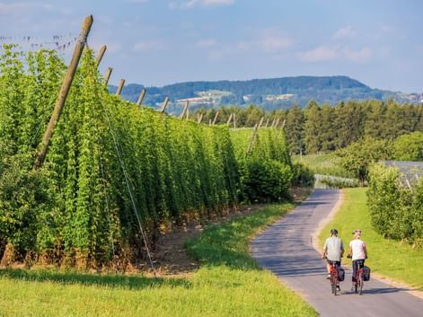 Zwei Radfahrer auf einem asphaltierten Weg durch grüne Hopfenfelder bei Landshut, Bayern. Hohe Hopfenpflanzen wachsen an Holzstangen, Hügel im Hintergrund.