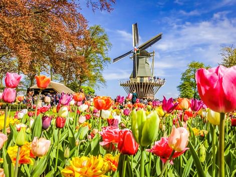 Leuchtende Tulpen in Rot, Pink, Gelb und Orange blühen im Vordergrund mit traditioneller holländischer Windmühle und Besuchern unter blauem Himmel im Keukenhof.