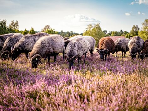 Herde Heidschnucken mit grauer und brauner Wolle grasen in blühender lila Heide. Bäume und blauer Himmel im Hintergrund sichtbar.