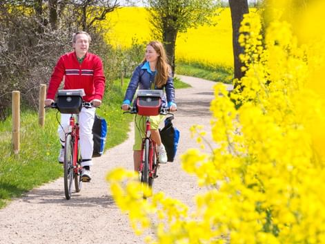 Zwei Radfahrer auf einem Landweg zwischen leuchtend gelben Rapsfeldern. Bäume säumen den Weg unter klarem Himmel in der Nordseeregion.