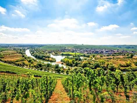 Panoramic view of Volkach with vineyard rows in foreground, Main river loop winding through green landscape, and village under blue sky.
