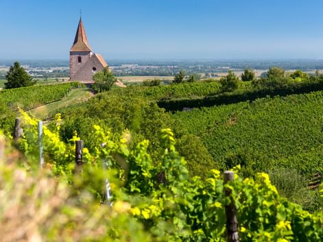 Kirche mit spitzem Turm umgeben von grünen Weinbergen unter blauem Himmel. Die Simultankirche Saint-Jacques-le-Majeur steht auf einem Hügel in Frankreich.