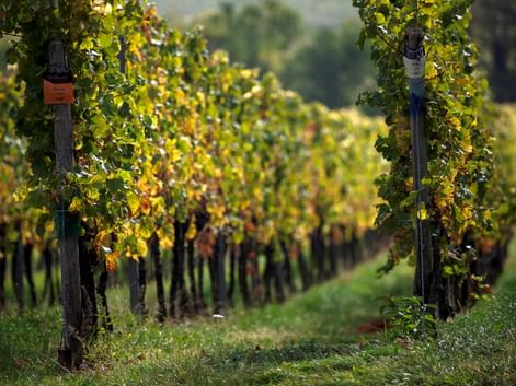 Reihen von Weinreben mit Herbstlaub an Holzpfählen in einem Weinberg bei Worms an der Pfälzer Weinstraße, mit unscharfer Landschaft im Hintergrund.
