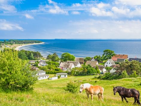 Zwei Pferde grasen auf einer grünen Wiese mit Blick auf das Dorf Göhren und die Ostsee. Häuser und Bäume sind im Mittelgrund sichtbar.