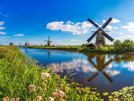 Traditionelle niederländische Windmühlen entlang eines Kanals in Kinderdijk mit blauem Himmel und Wildblumen im Vordergrund. Die Windmühlen spiegeln sich im Wasser.