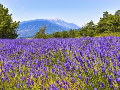 Blühendes lila Lavendelfeld mit grünen Bäumen und dem Berg Mont Ventoux unter blauem Himmel in der Provence, Frankreich.