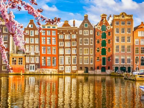 Reihe bunter historischer Grachtenhäuser in Amsterdam, die sich im Wasser spiegeln, mit rosa Kirschblüten im Vordergrund und Booten am Kanal.