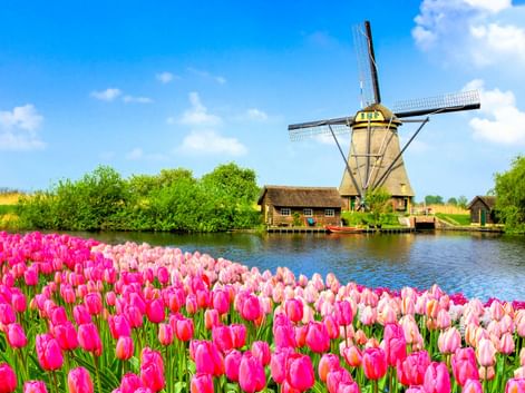 Traditionelle holländische Windmühle in Kinderdijk neben einem Kanal mit rosa und weißen Tulpen im Vordergrund unter blauem Himmel mit weißen Wolken.