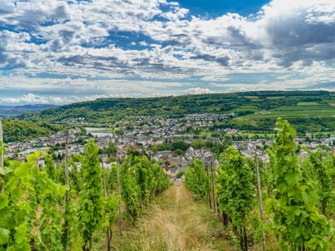 Reihen grüner Weinreben in einem Weinberg mit Blick auf die Stadt Oberbillig-Wasserbillig an der Mosel unter bewölktem blauen Himmel.